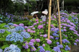 入選　雨の参道